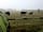 Bignor Farms Camping at Bignor Roman Villa: Morning greeting from the cows in the next field (photo added by lisa_k250304 on 16/08/2020)