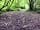 Woodlands Camping: Littlewood camping pitch