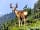 Blue River Campground: White tail deer are very common in the surrounding area