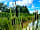 Condover Park Touring Caravan Site: Bulrushes at their best! (photo added by manager on 13/07/2023)