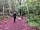 Green Pastures Farm: Woodland walk across the road (photo added by clairemichelle1972 on 08/08/2023)