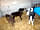 Shepherds Views Holidays: Calves on the farm