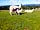 Severn Valley Alpacas