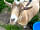 Seven Acre Farm Campsite: Friendly goat 🐐