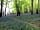 Cattlestone Farm: The bluebell woods in spring (photo added by manager on 29/06/2021)