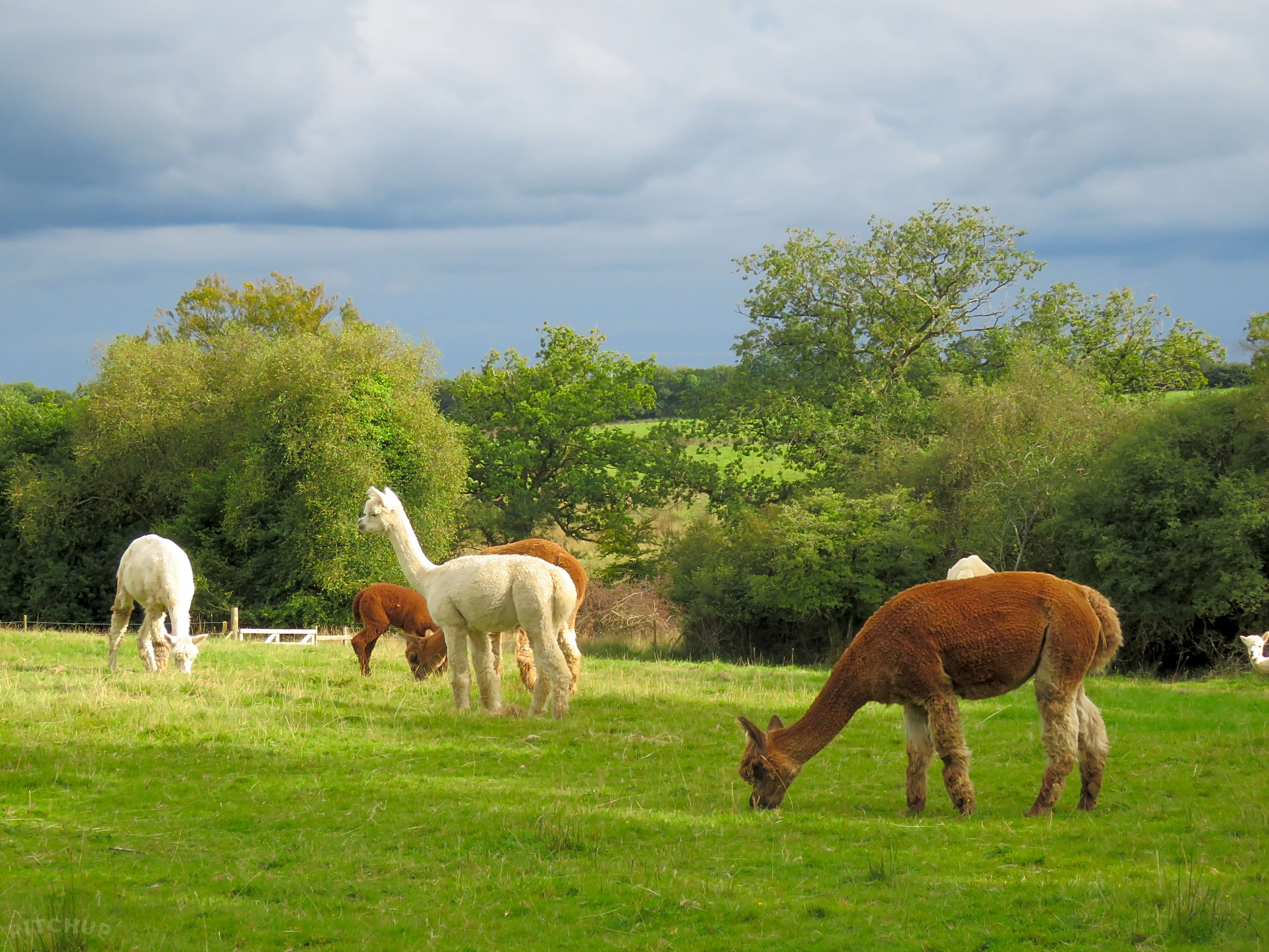 Moonacre Alpacas Winkleigh Updated 2019 Prices Pitchup