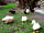 Island Meadow Caravan Park (фото добавлено менеджером 21.11.2012)