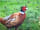 DreamAcres: Pheasant on site