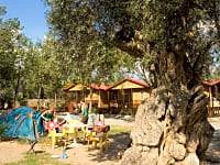 Pitches under olive trees Pitches under olive trees