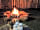 Kings Acre Glamping