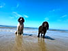 Bach Wen: Dogs enjoying the beach/sea (photo added on 05/20/2024)