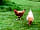 Sindles Farm: Free-range chickens with the Hampshire hut in the background (photo added by manager on 15/05/2022)