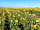 Nolton Coast: Beautiful sunflowers available to pyo