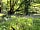 Bodmin Moor Camping: Spring bluebells in the woodland