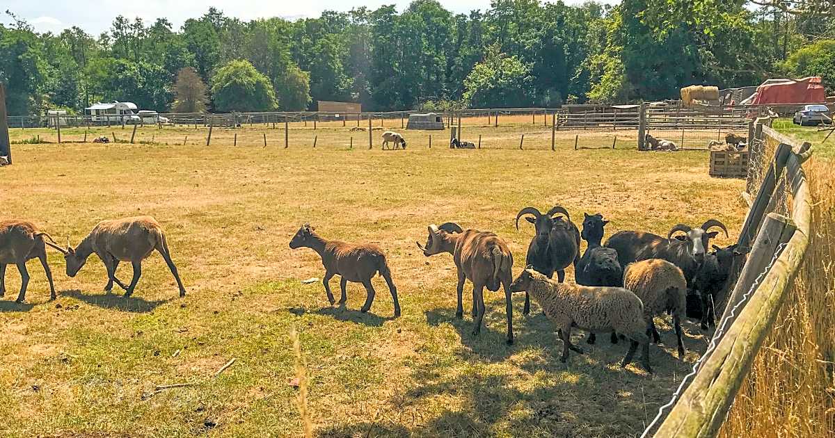 Daisy Mays Farm, Elsenham Updated 2023 prices Pitchup®