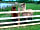 Poplar Grove Farm Caravan Park: Alpacas (photo added by lisa_h263027 on 22/05/2022)