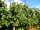North Down Orchard: View of the orchards (photo added by manager on 17/08/2021)