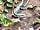 The Chicken House: A sunbathing lizard (photo added by manager on 01/06/2023)
