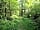 Hamperley Hideaways: Woods to explore (photo added by Tashaleighwilletts1 on 31/05/2023)