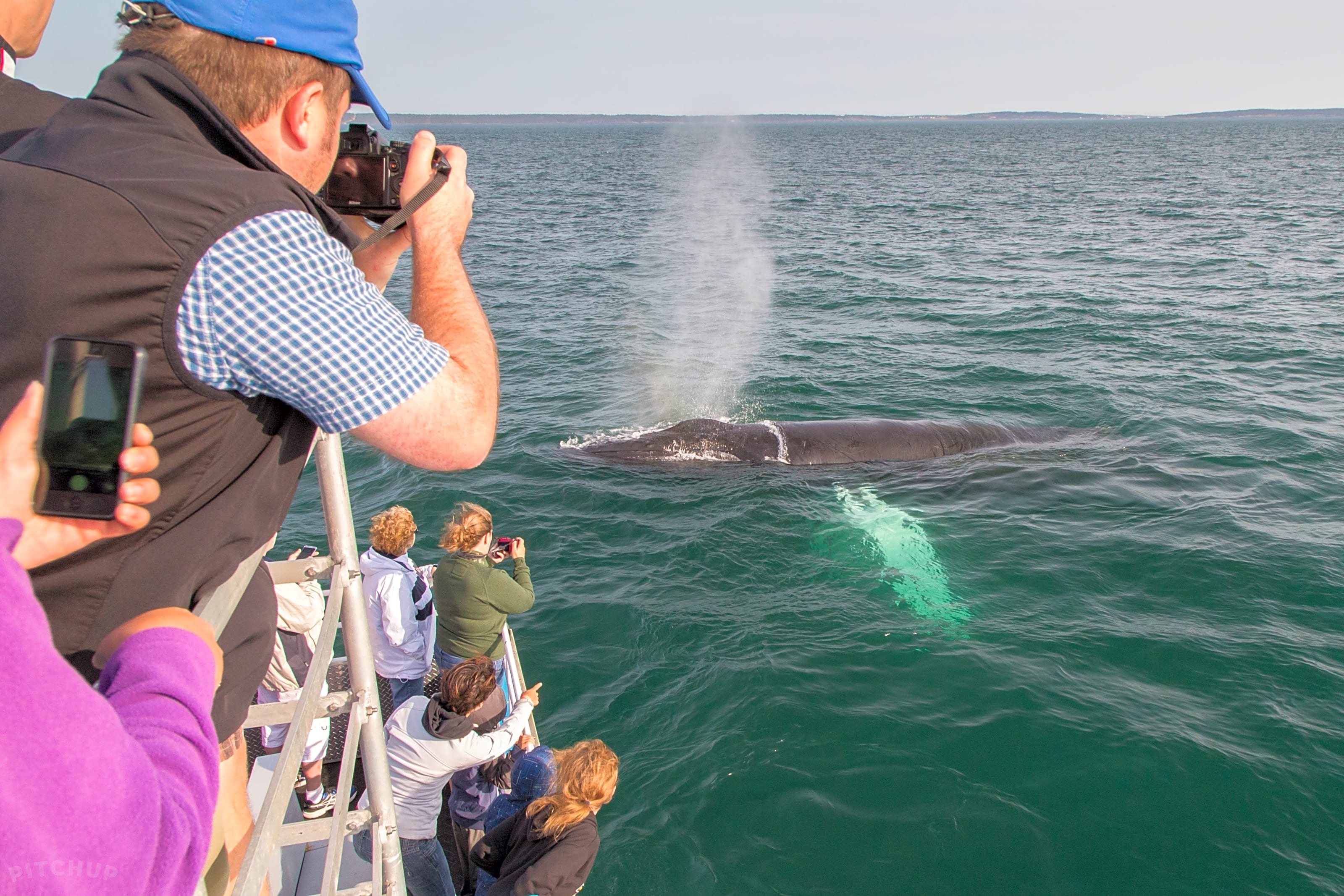 Whale Cove Campground, Digby Updated 2019 prices Pitchup®