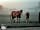 Castle Gate Campsite: Horses near the campsite (photo added by manager on 04/04/2021)