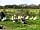 Hyden Farm: Geese and ducks on the farm