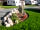Oaklands Caravan Park: The field