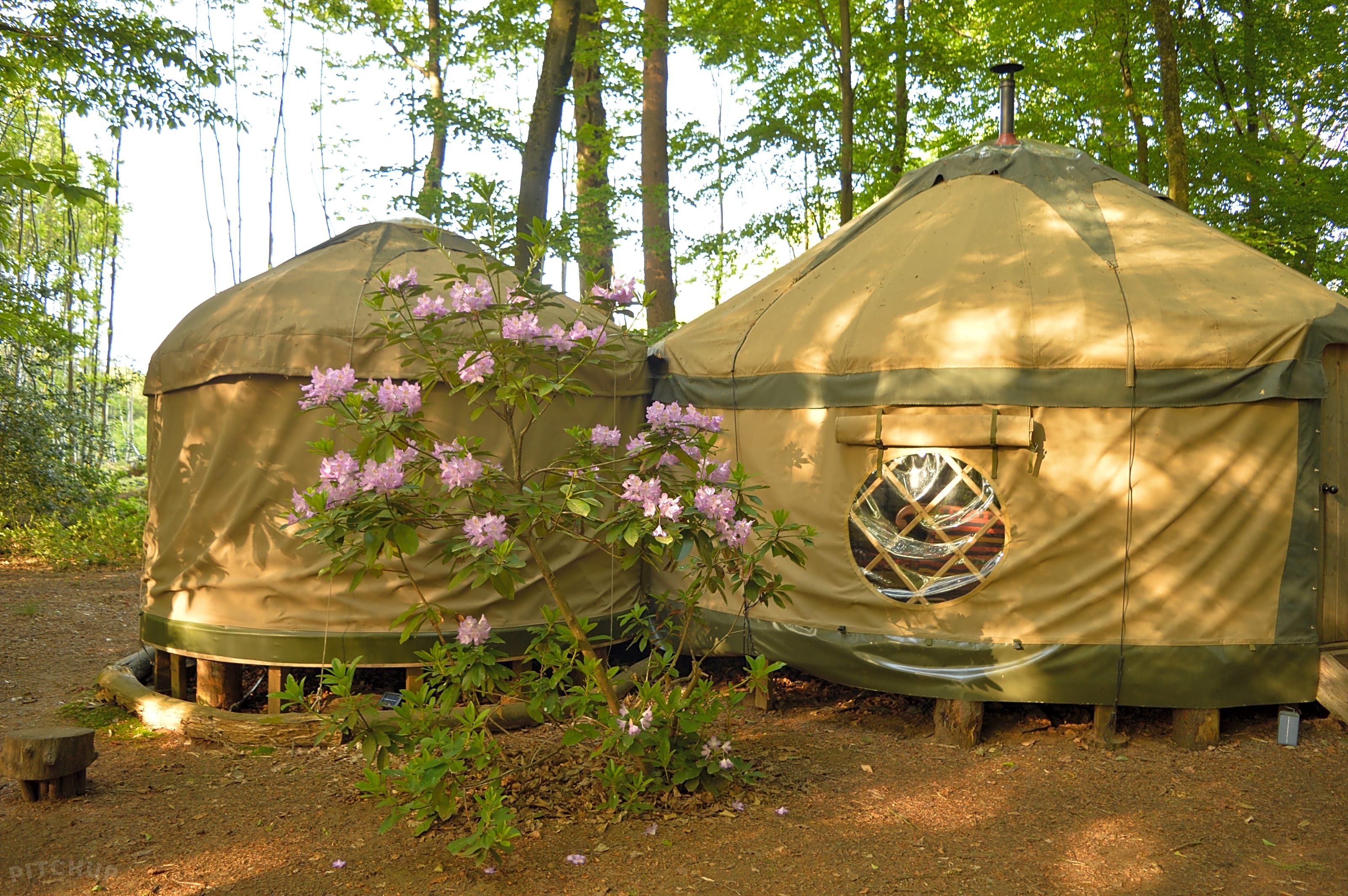 Adhurst Yurts Petersfield Hampshire Pitchup