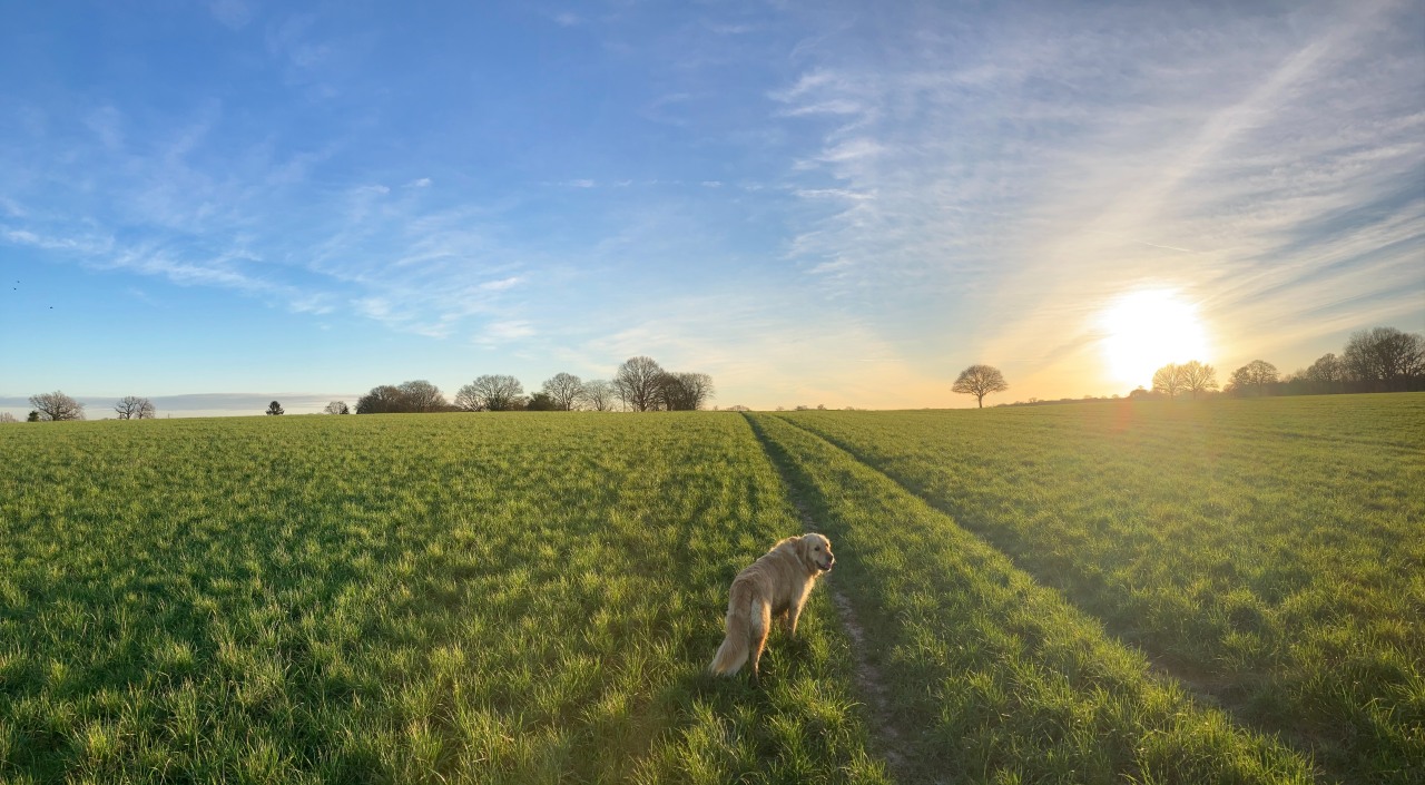 15 Of The Best Dog Walks In Kent Pitchup®