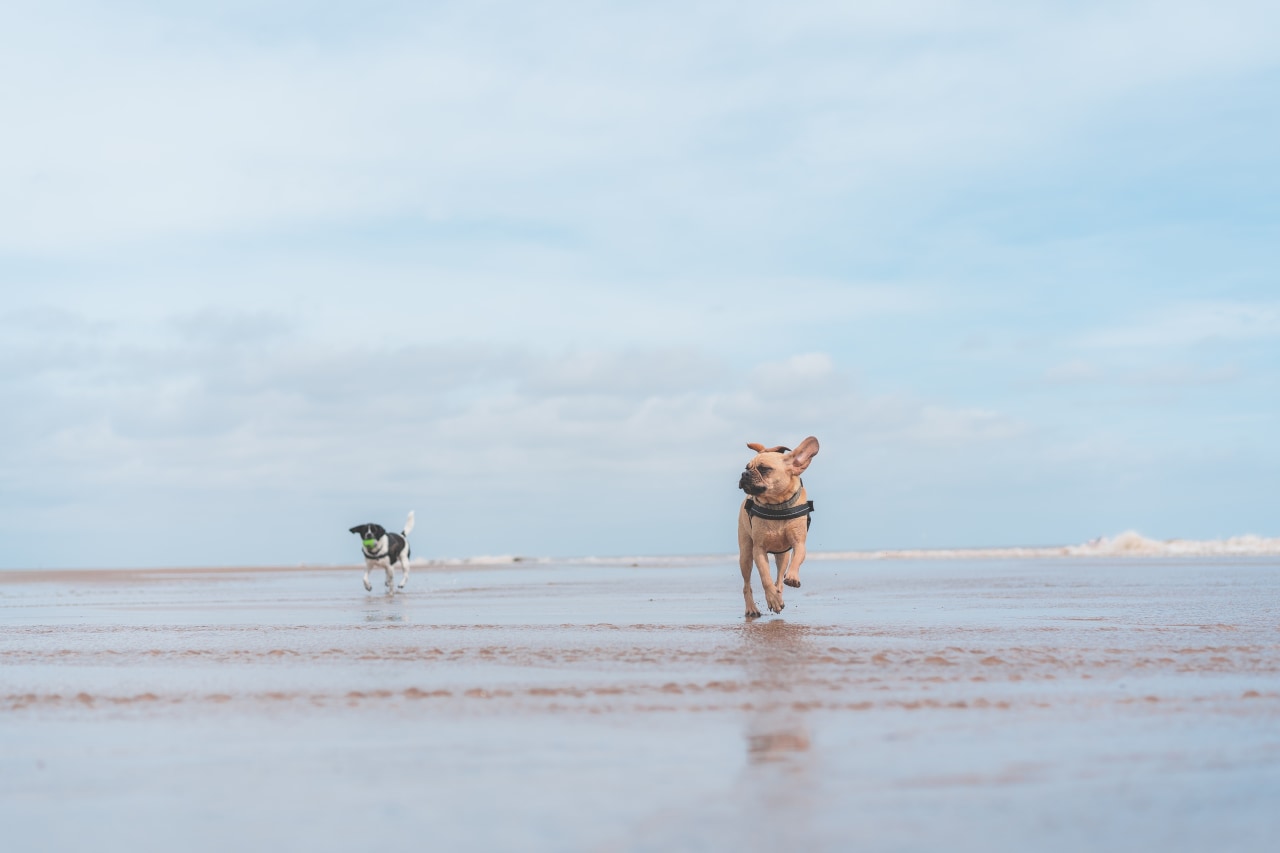 DogFriendly Beaches In East Yorkshire Pitchup®