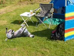 Bwlchgwyn Farm and Pony Trekking