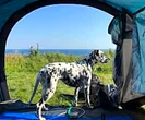 Cachorros permitidos