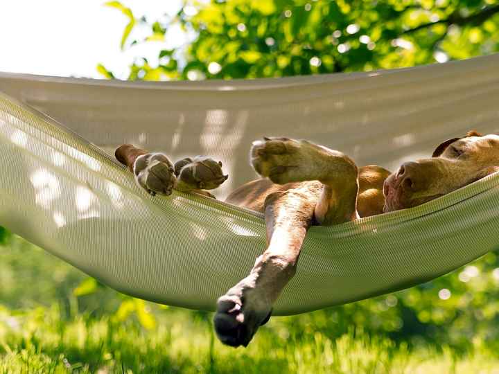 Aceita cachorros