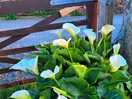 A beautiful peace lilly near the entrance