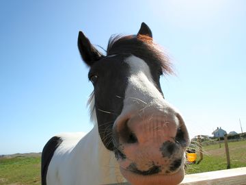 One of the holiday livery horses