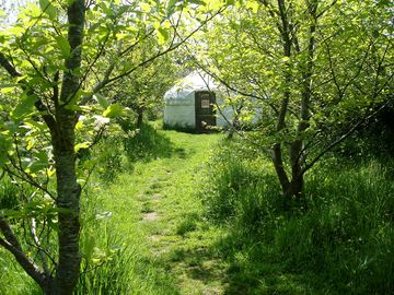 Chestnut yurt