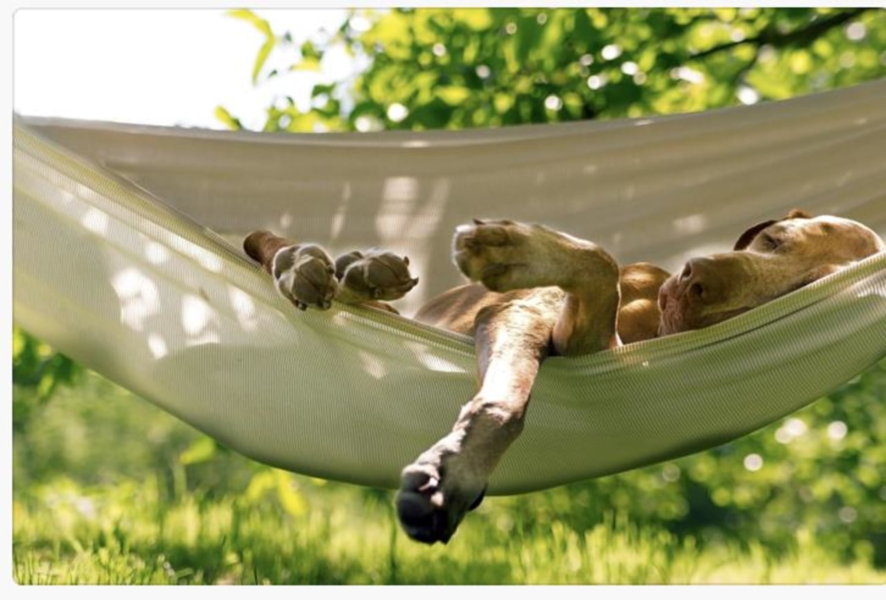 Dogs are more than welcome at many campsites Dogs are more than welcome at many campsites